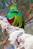 Resplendent Quetzal