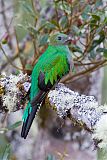 Resplendent Quetzal