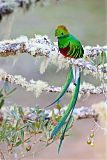 Resplendent Quetzal