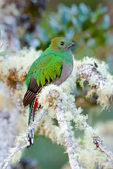 Resplendent Quetzal