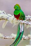 Resplendent Quetzal