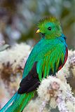 Resplendent Quetzal