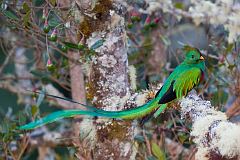 Resplendent Quetzal