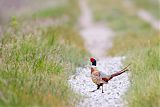 Ring-necked Pheasantborder=