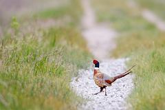 Ring-necked Pheasant