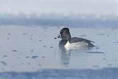 Ring-necked Duck