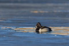 Ring-necked Duck