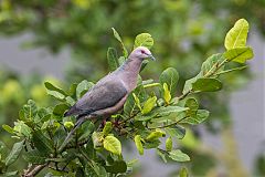 Ring-tailed Pigeon