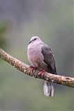 Ring-tailed Pigeon