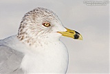 Ring-billed Gull