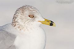 Ring-billed Gull