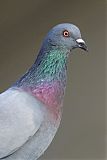 Rock Pigeon