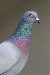 Rock Pigeon