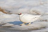 Rock Ptarmiganborder=