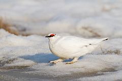 Rock Ptarmigan