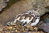 Rock Ptarmigan