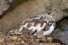 Rock Ptarmigan