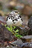 Rock Ptarmiganborder=