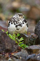 Rock Ptarmigan