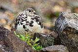 Rock Ptarmiganborder=