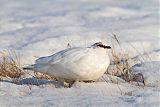 Rock Ptarmiganborder=