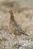 Rock Ptarmiganborder=