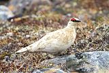 Rock Ptarmiganborder=