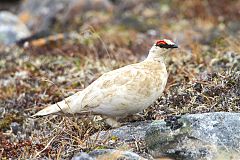 Rock Ptarmigan