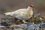 Rock Ptarmigan