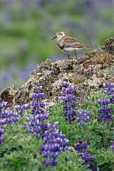 Rock Sandpiper