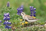 Rock Sandpiper