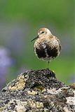 Rock Sandpiper