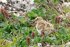 Rock Sandpiper