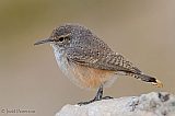 Rock Wren