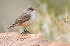 Rock Wren