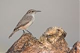 Rock Wren