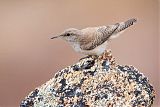 Rock Wren