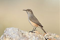 Rock Wren