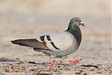 Rock Pigeon