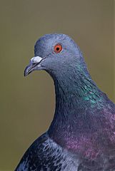 Rock Pigeon