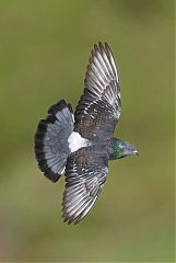 Rock Pigeon