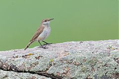 Rock Wren