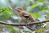 Rose-breasted Grosbeak