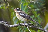 Rose-breasted Grosbeakborder=