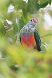 Rose-crowned Fruit-Dove