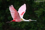 Roseate Spoonbill