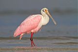 Roseate Spoonbillborder=