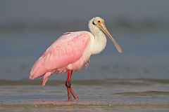 Roseate Spoonbill