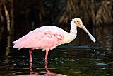 Roseate Spoonbillborder=