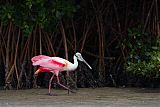 Roseate Spoonbillborder=